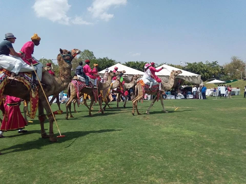 Camel polo match at a heritage ground in Jaipur, Rajasthan