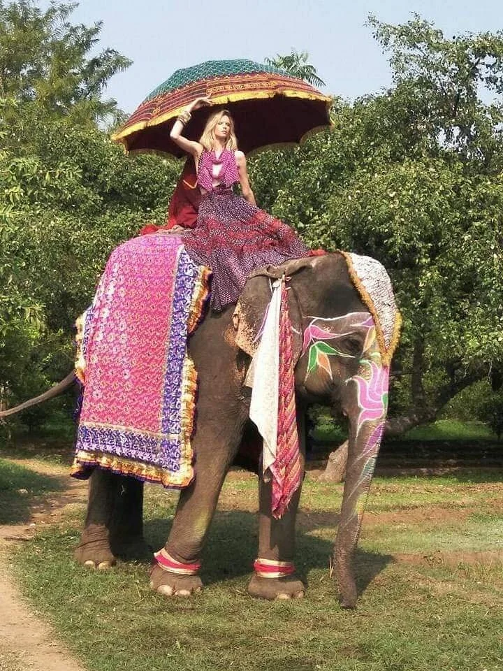 A colourfully decorated elephant with a rider under a royal parasol in Jaipur