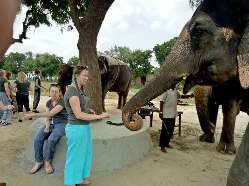 Travellers feeding an elephant fresh greens in a shady Jaipur courtyard