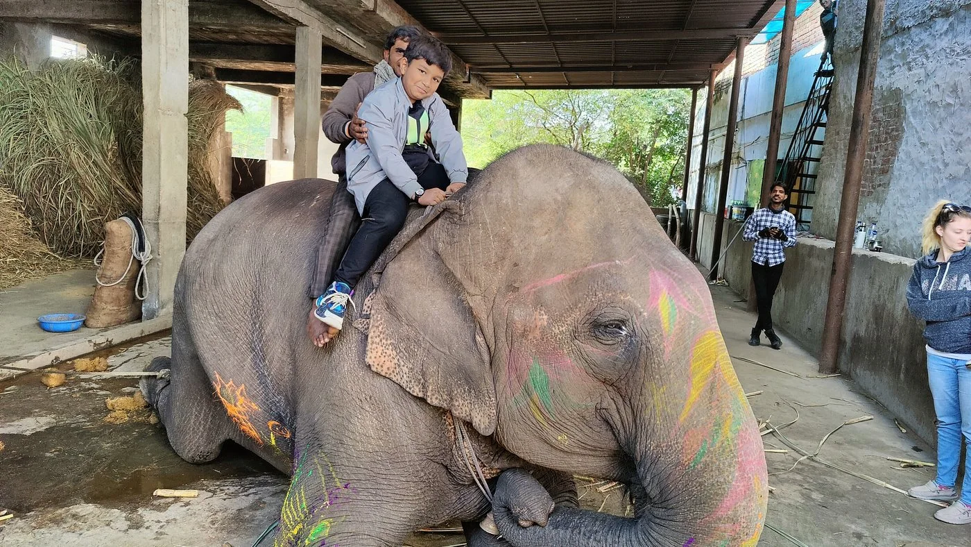 Guests seated atop a resting elephant in Jaipur, Rajasthan