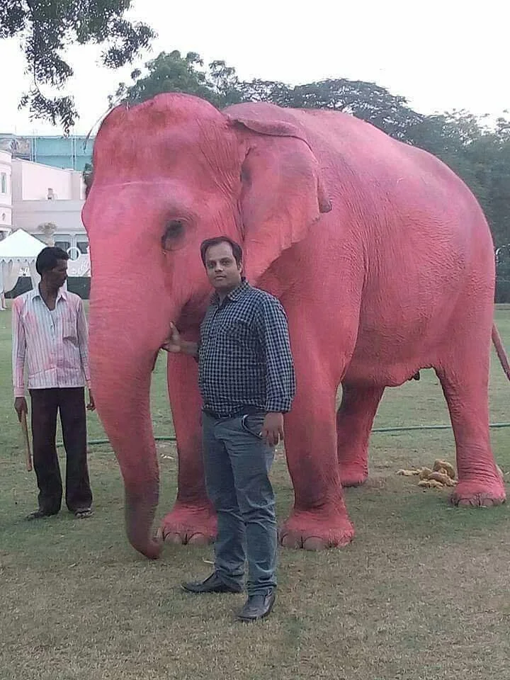 A vividly pink hand-painted elephant with guests in Jaipur